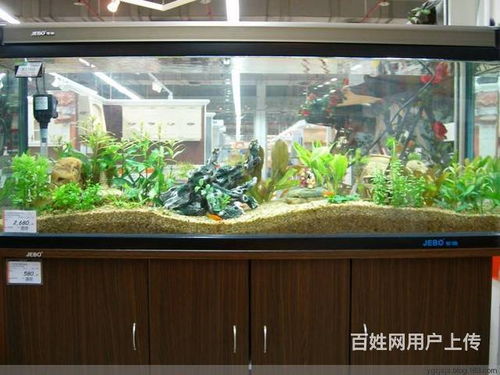 昆明 鱼缸清洗保养 鱼缸布局设计 鱼缸维