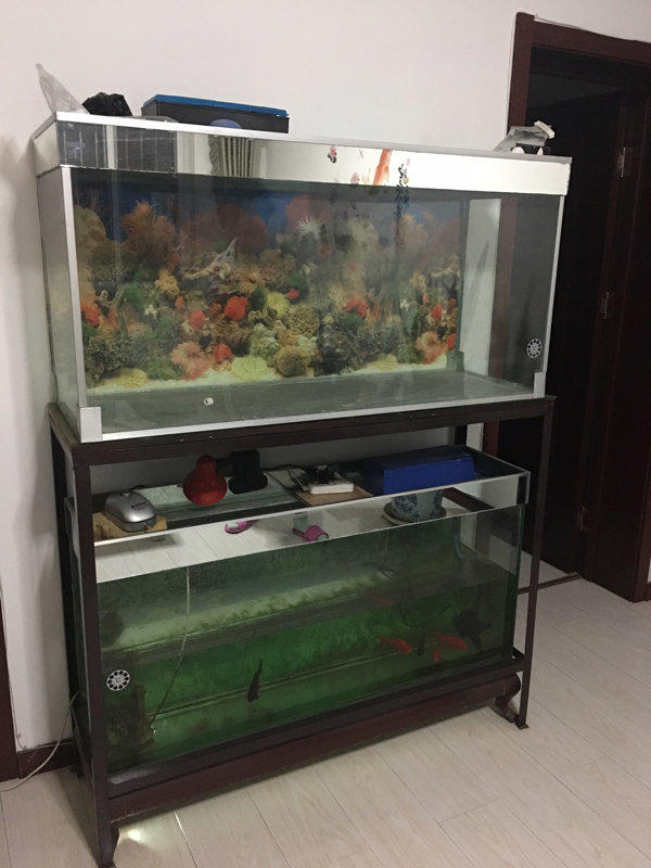 一缸之水，一方天地 漫谈鱼缸水位的学问